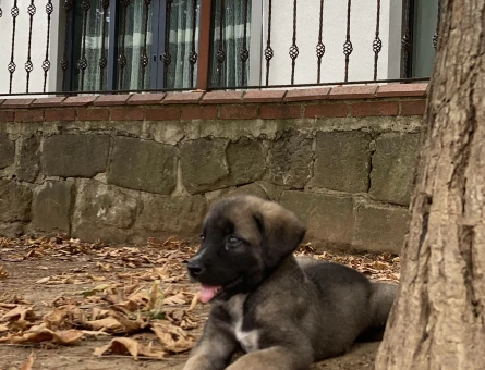 45 GÜNLÜK KANGAL KIRMASI ERKEK - 6586