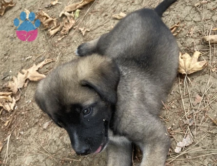 45 GÜNLÜK KANGAL KIRMASI ERKEK