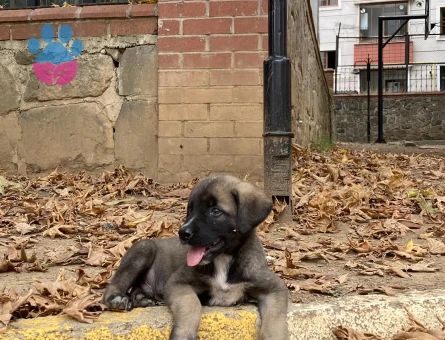 45 GÜNLÜK KANGAL KIRMASI ERKEK