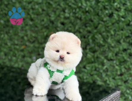 Neşeli ve Oyuncu Pomeranian