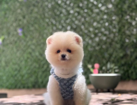 Neşeli Dost Pomeranian - 6588