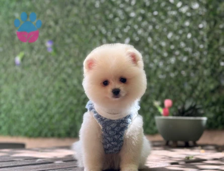 Neşeli Dost Pomeranian