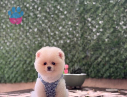 Neşeli Dost Pomeranian