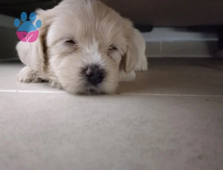 Maltese Terrier - 6591