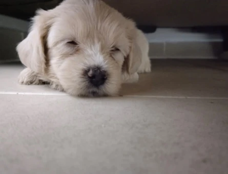 Maltese Terrier - 6591