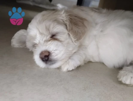 Maltese Terrier