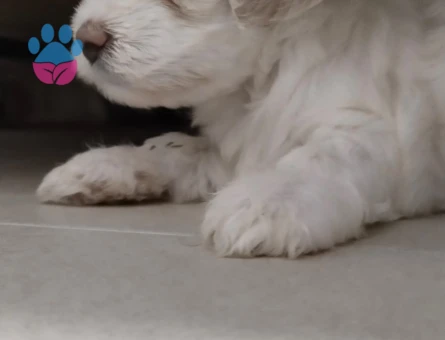 Maltese Terrier