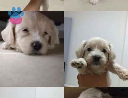 Maltese Terrier