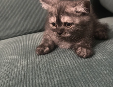 British cinsi yavru kedilerimiz sahiplendirme yapılacaktır