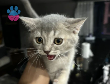 British Shorthair 2 Aylık Dişi