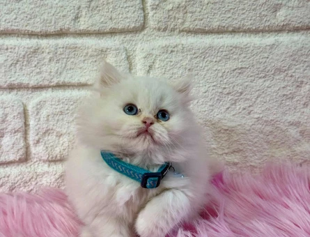 British Longhair Kartopu 2 Aylık Yuva Arıyor