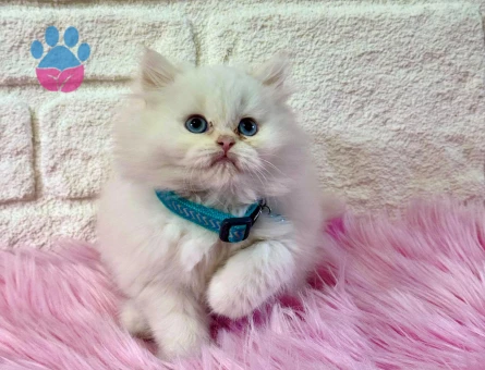 British Longhair Kartopu 2 Aylık Yuva Arıyor