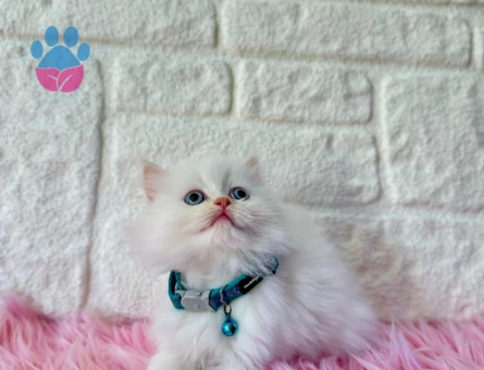 2 Aylık British Longhair Erkek Şanslı Yuva Arıyor