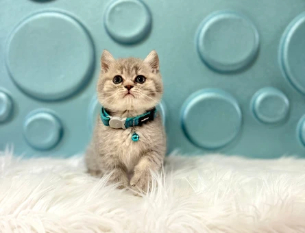 British Shorthair Erkek Tabby Erkek Koca Kafa