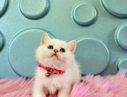 British Shorthair tombul Yanak 2 Aylık