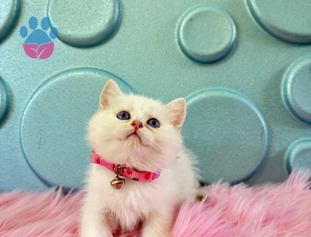 British Shorthair tombul Yanak 2 Aylık