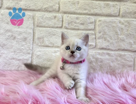 British Shorthair Point 2 Aylık Dişi Kedimiz