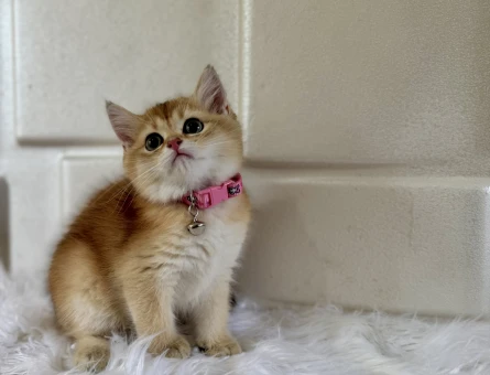 British Shorthair Golden 2 Aylık Dişi
