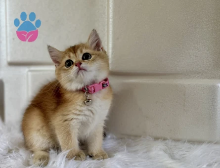 British Shorthair Golden 2 Aylık Dişi