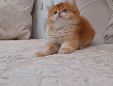 British shorthair yurtdışından safkan Absolu anne baba - 8145