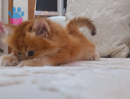 British shorthair yurtdışından safkan Absolu anne baba - 8145 - Görsel 3