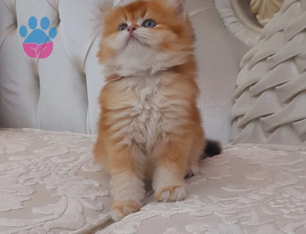 British shorthair yurtdışından safkan Absolu anne baba - 8145 - Görsel 4