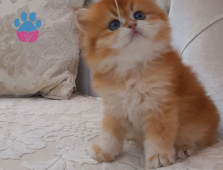 British shorthair yurtdışından safkan Absolu anne baba - 8145 - Görsel 5