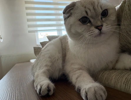 Scottish Fold 1 Yaşında Yuva Arıyor - 8151