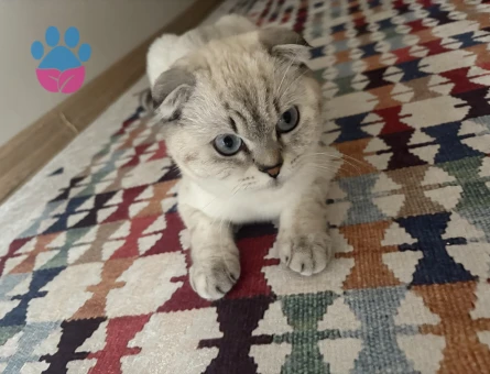 Scottish Fold 1 Yaşında Yuva Arıyor - 8151 - Görsel 3