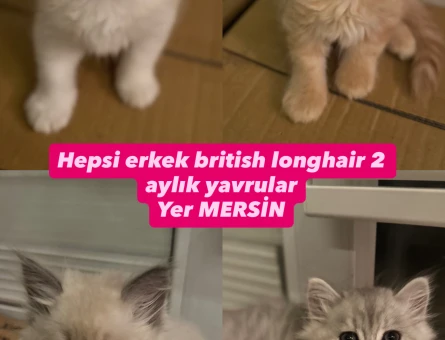 2 aylık british yavrular - 8159