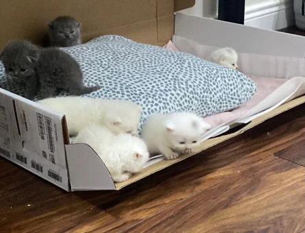 British Shorthair 2 Aylık Yuva Arıyor - 8164