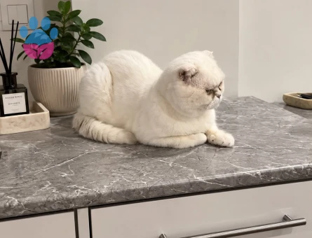 British Shorthair 2 Aylık Yuva Arıyor - 8164 - Görsel 3