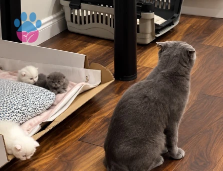 British Shorthair 2 Aylık Yuva Arıyor - 8164 - Görsel 5