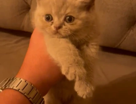 British shorthair 3 AYlık İstanbul Çekmeköy - 8167