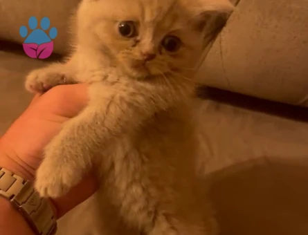 British shorthair 3 AYlık İstanbul Çekmeköy - 8167 - Görsel 3