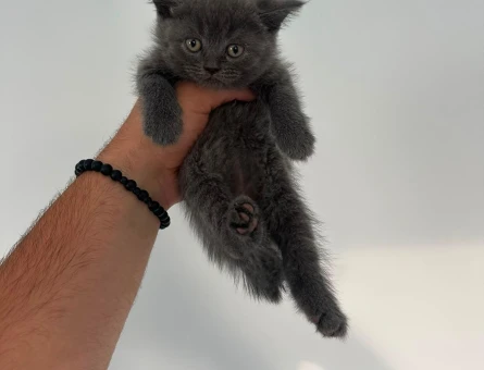 WC Eğitimli British Shorthair 2 Aylık - 8171