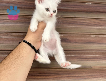 WC Eğitimli British Shorthair 2 Aylık - 8171 - Görsel 5