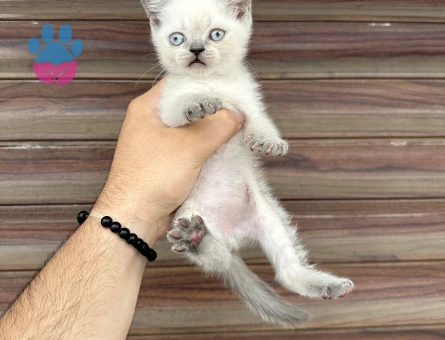 WC Eğitimli British Shorthair 2 Aylık - 8171 - Görsel 6