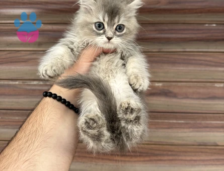 WC Eğitimli British Shorthair 2 Aylık - 8171 - Görsel 3