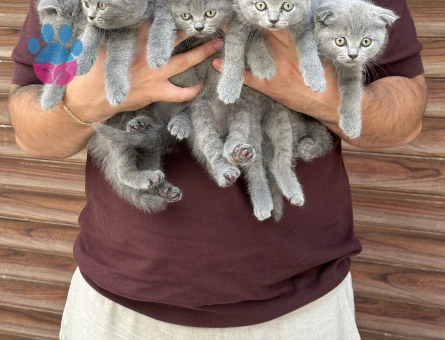 WC Eğitimli British Shorthair 2 Aylık - 8171 - Görsel 4