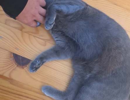Oyuncu sosyal kısırlaştırılmış kedi - 8181