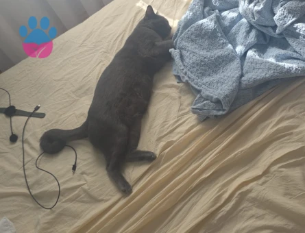 Oyuncu sosyal kısırlaştırılmış kedi - 8181 - Görsel 3