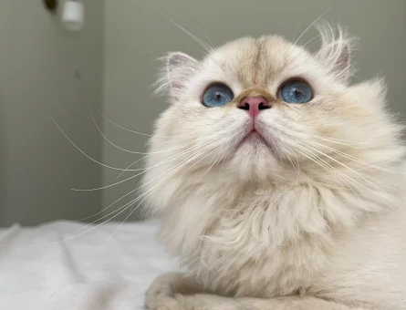 British longhair 1 Yaşında Erkek Kedi - 8182