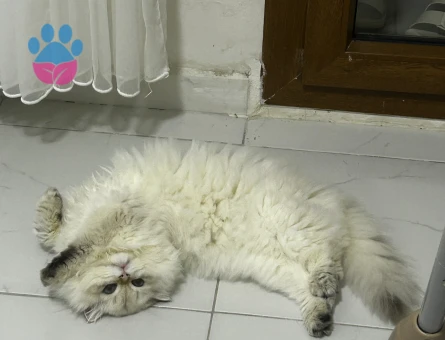 British longhair 1 Yaşında Erkek Kedi - 8182 - Görsel 3