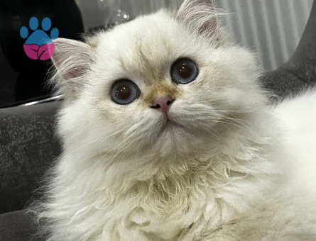 British longhair 1 Yaşında Erkek Kedi - 8182 - Görsel 4