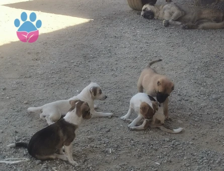 Jack Russel yavru üçretsiz sahiplen dirme - 8188