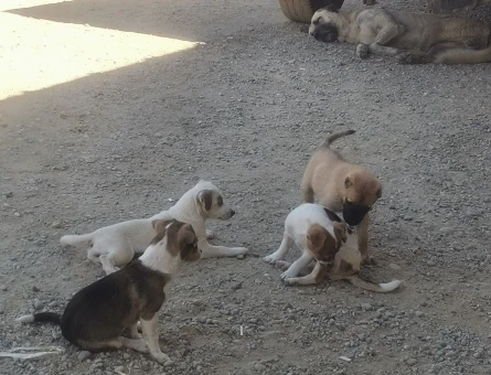 Jack Russel yavru üçretsiz sahiplen dirme - 8188