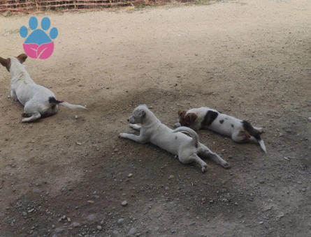 Jack Russel yavru üçretsiz sahiplen dirme - 8188 - Görsel 3