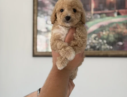 SEVİMLİ MALTİPOO YAVRULARI YENİ AİLESİNİ ARIYOR - 8197
