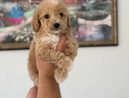 SEVİMLİ MALTİPOO YAVRULARI YENİ AİLESİNİ ARIYOR - 8197 - Görsel 3